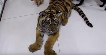 养老虎视频,挑战与温情并存