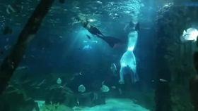 海洋馆视频,奇幻海洋生物的精彩瞬间