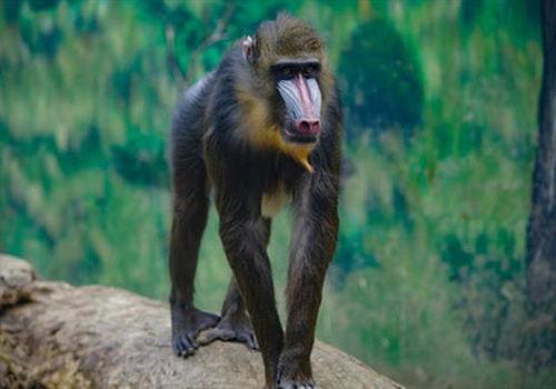 山魈杀死豹子视频,惊心动魄的丛林生死战