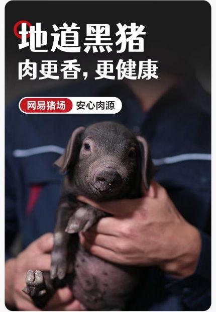 网易黑猪视频,探寻绿色养殖新篇章